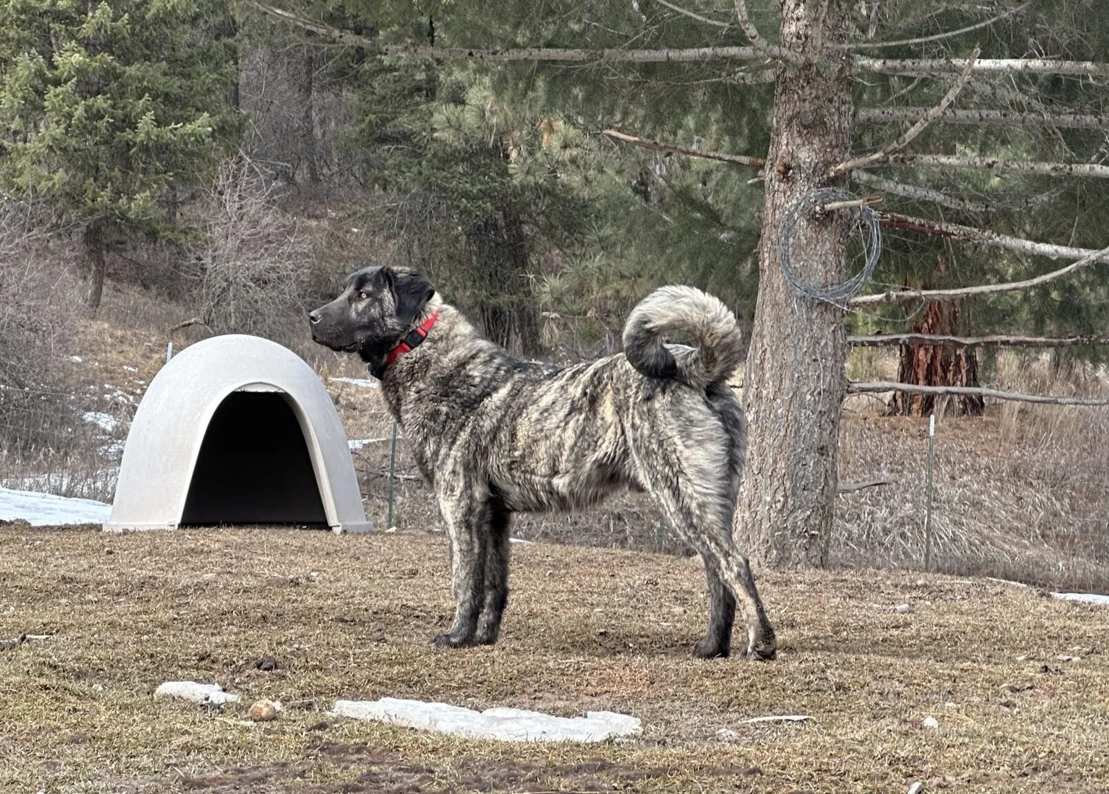 CH Apex A.J Legendary Demi-Dog “Hercules”, a Conformation Champion Anatolian Shepherd
