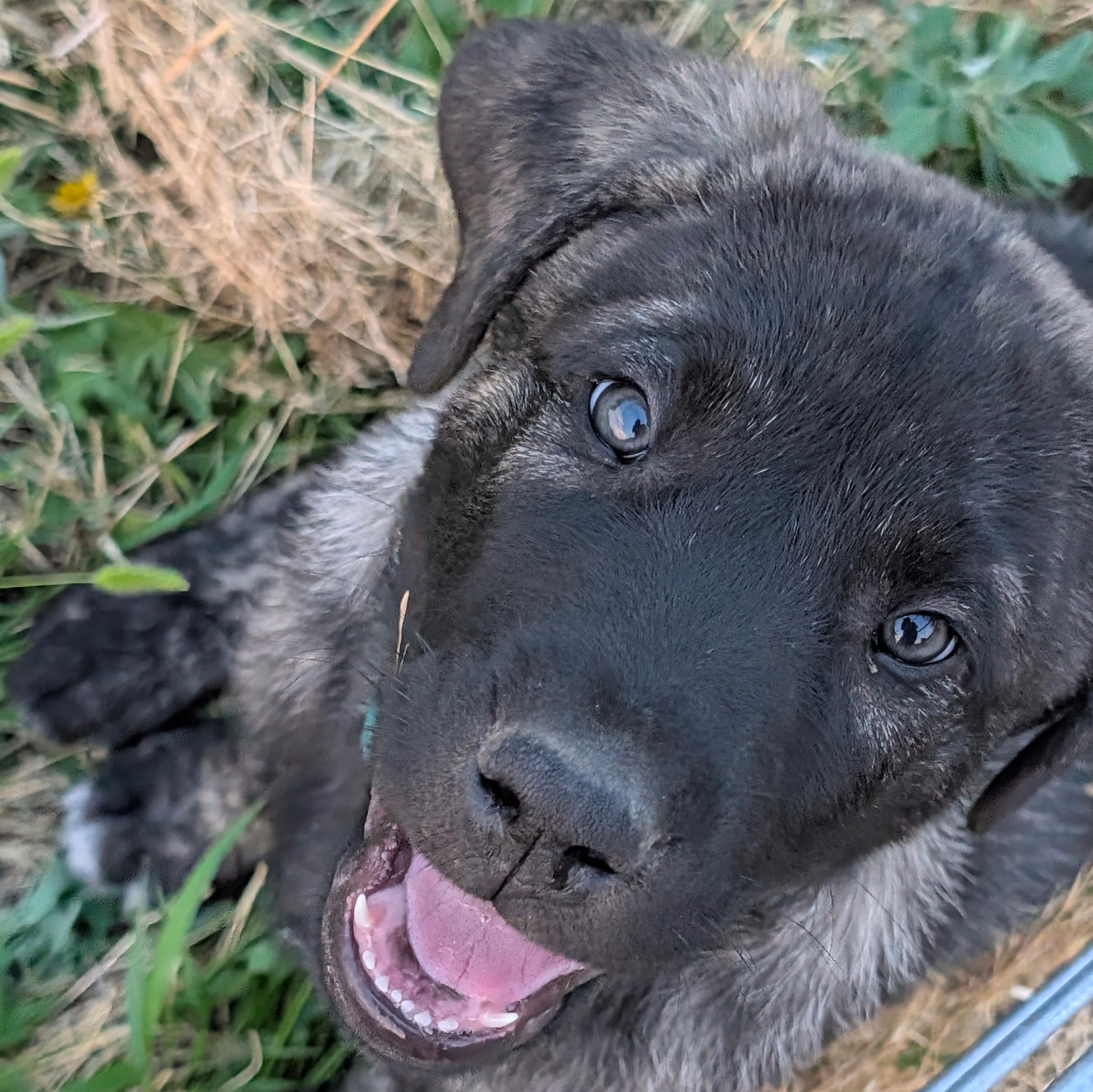 Anatolian Shepherd puppy
