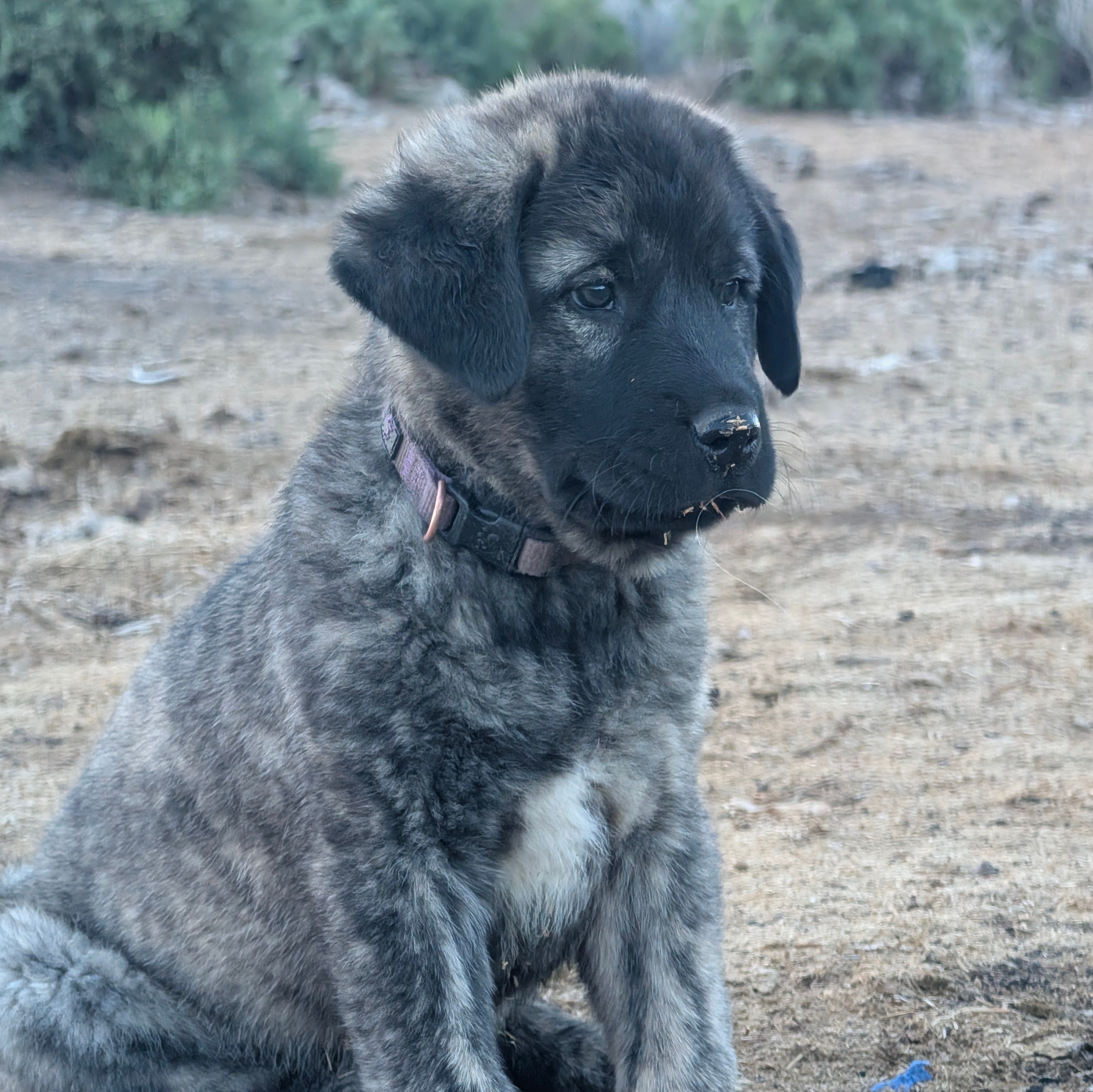 Anatolian Shepherd puppy